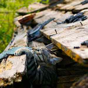 Obrázek 'posledni foto cico'