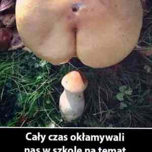 Obrázek 'prdel na houby'