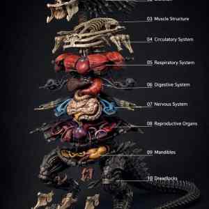 Obrázek 'predator&nbsp;anatomy'