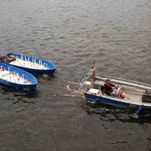 Obrázek 'preprava&nbsp;labuti&nbsp;2'