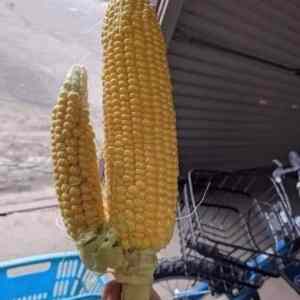 Obrázek 'pro vsechny biozeny'