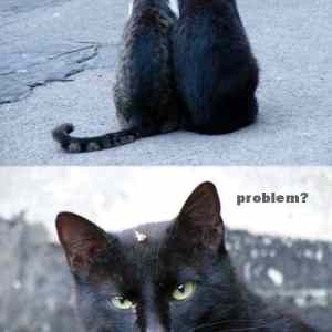 Obrázek 'problem cat'