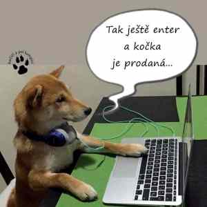 Obrázek 'prodana cocka'