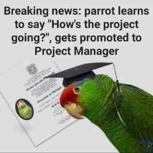 Obrázek 'project manager of the year'