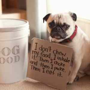 Obrázek 'pug-shaming1'