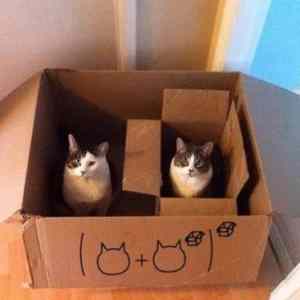 Obrázek 'pusy&nbsp;in&nbsp;the&nbsp;box'