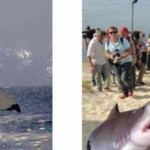 Obrázek 'putin shark before after'