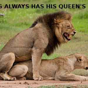 Obrázek 'queens&nbsp;back&nbsp;fixed'