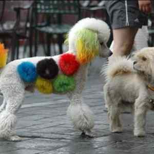 Obrázek 'rainbowdog'
