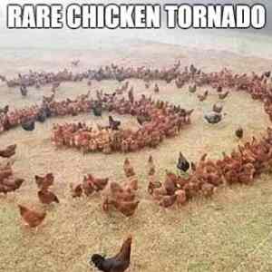 Obrázek 'rare-chicken-tornado'