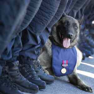 Obrázek 'realy dog hero'