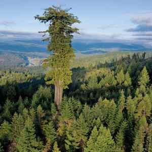 Obrázek 'redwood'