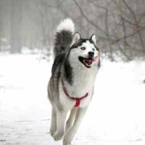 Obrázek 'retarded&nbsp;husky'