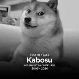 Obrázek 'rip doge'