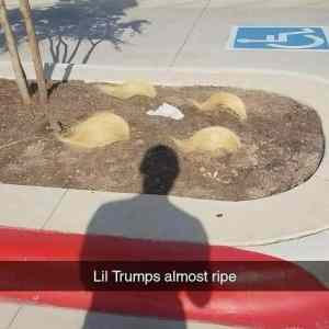 Obrázek 'roste nova generace trumpu'