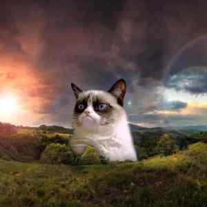 Obrázek 'rouming&nbsp;wallpaper'