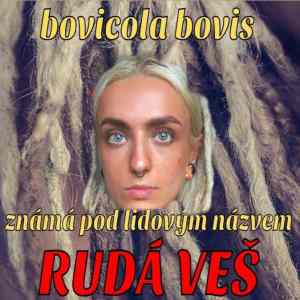 Obrázek 'ruda piratska ves'