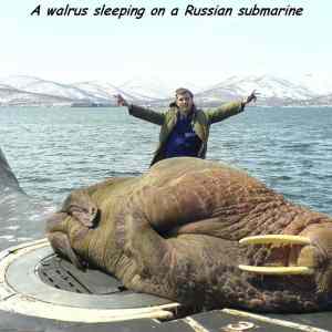 Obrázek 'russian-submarine-walrus'