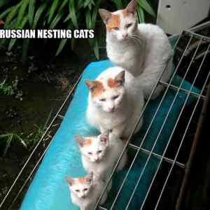 Obrázek 'russian nesting cats'