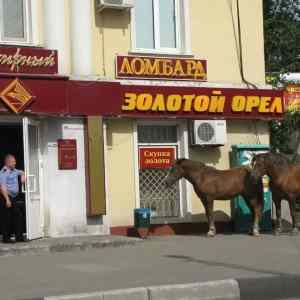 Obrázek 'russian police horse '