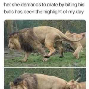 Obrázek 'sad&nbsp;lion&nbsp;is&nbsp;sad'