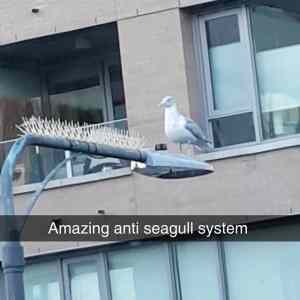 Obrázek 'seagullSystem'