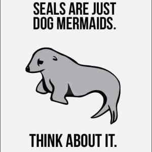 Obrázek 'seals'