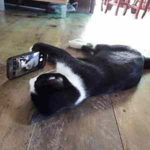 Obrázek 'selfie kitty'