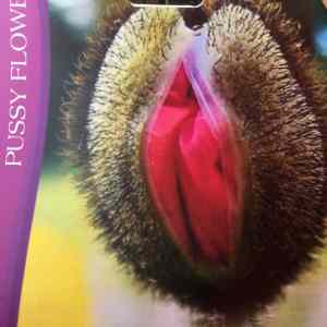 Obrázek 'seminko-pussy-flower'