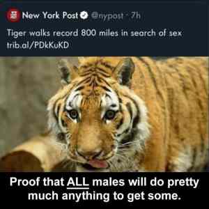 Obrázek 'sexualni&nbsp;predator'