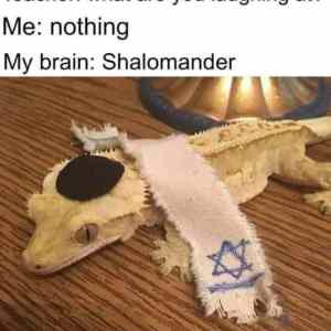 Obrázek 'shalomander'