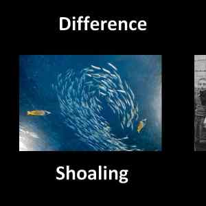 Obrázek 'shaolin diff'