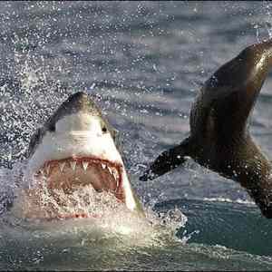 Obrázek 'shark vs seal'