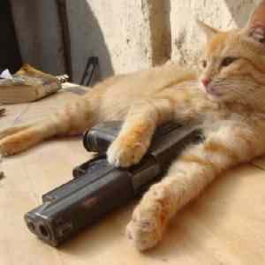 Obrázek 'siesta&nbsp;'