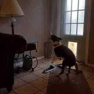 Obrázek 'sikovny pesik'