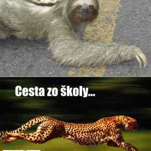 Obrázek 'skola'
