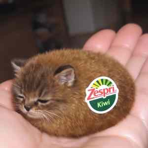 Obrázek 'sleeping&nbsp;Kiwi'