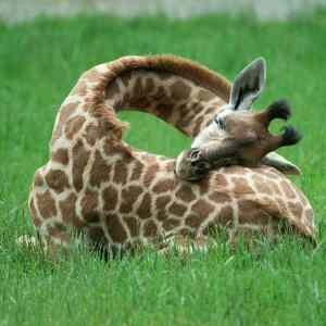 Obrázek 'sleeping giraffe'