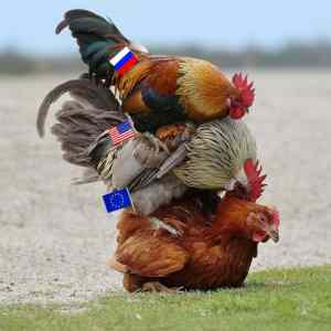 Obrázek 'slepice&nbsp;EU&nbsp;fixed'