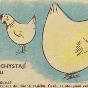 Obrázek 'slepice pro Moduse'