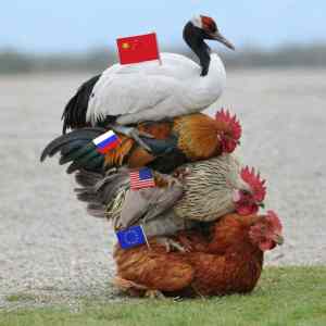 Obrázek 'slepiceu&nbsp;-fixed2'