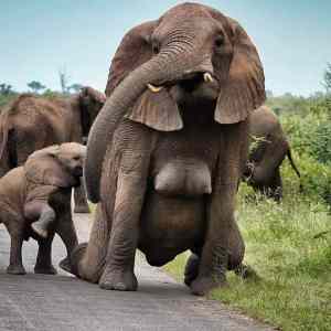 Obrázek 'slonokozy'