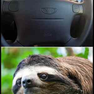 Obrázek 'sloth-steve'