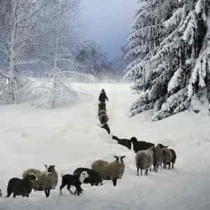 Obrázek 'slovakia-winter  '