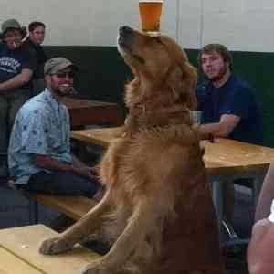 Obrázek 'smartdog.  '
