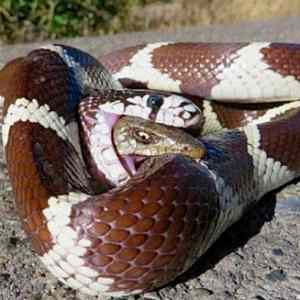 Obrázek 'snake eating a snake eating a snake'