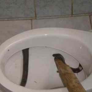 Obrázek 'snake in the toilete'