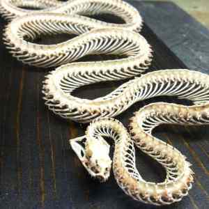 Obrázek 'snake skeleton'