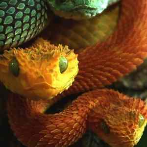 Obrázek 'snakes'
