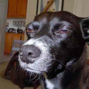 Obrázek 'snoop dog'